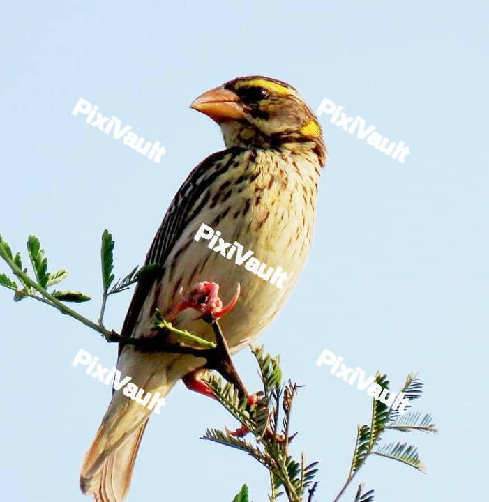 Streaked weaver Bird